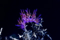   Flabellina tree  